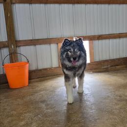 Grimm - Agouti and white male Siberian Husky puppy in Addison, Michigan from Gray Run Siberian Huskies