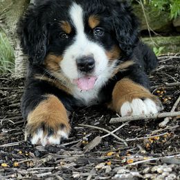 Bernese Mountain Dog and Pembroke Welsh Corgi Puppies from Highland Meadows