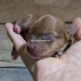 AKC gold dust girl 1 - Gold female Yorkshire Terrier puppy in Greencastle, Indiana from Tiny Tushy Lodge