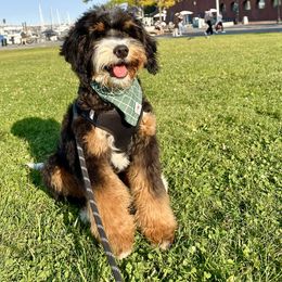 Bernedoodle Puppies from Down Home Doodle