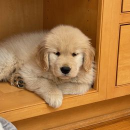 Golden Retriever Puppies from Sunkyst Golden Retrievers