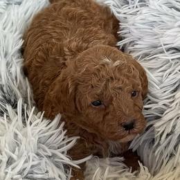 Pierre - Apricot male Goldendoodle puppy in Sauk Village, Illinois from Midwest Timberland Pups