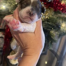 Jingle - Parti male Goldendoodle puppy in Home, Pennsylvania from Plum Creek Acres Next Generation