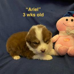 Ariel - Red tri-color female Australian Shepherd puppy in Hammond, Louisiana from Gold Ring Australian Shepherds