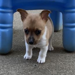 Boy 2 - White and sable male Teddy Roosevelt Terrier puppy in Russellville, Kentucky from Mud-E Acres Kennel