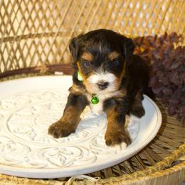 Male 1 - Tri-color male Bernedoodle puppy in Belgreen, Alabama from Scott’s Farm Poodles and Doodles