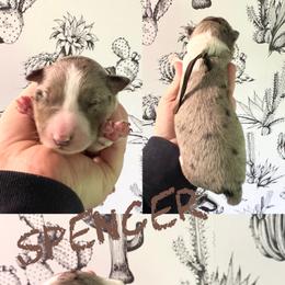 Spencer - Blue merle male Border Collie puppy in Sanger, California from Flying M Cactus Ranch Buddies