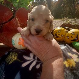 Buffy - Cream female Dachshund puppy in Coal City, Indiana from Angel Blue Dogs