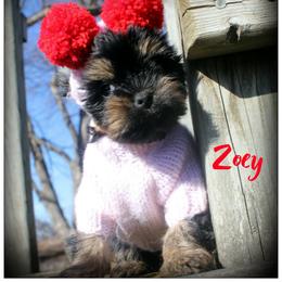 Zoey - Black and tan female Yorkshire Terrier puppy in Warren, Michigan from Danielle's Yorkie Babies