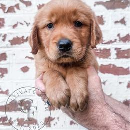 Willie - yellow - Dark golden male Golden Retriever puppy in Greeneville, Tennessee from Cultivate Farm