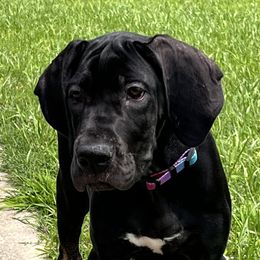 Great Dane Puppies from Sovereignty Woods Great Danes