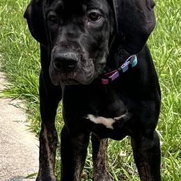 Great Dane Puppies from Sovereignty Woods Great Danes