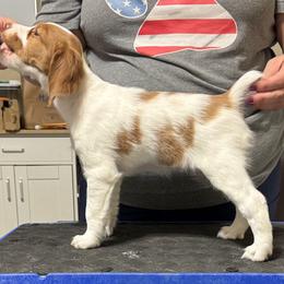 Brittany Puppies from Christmas Acres Brittanys