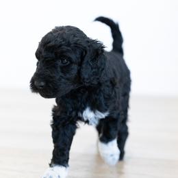 Aspen - Black female Double Doodle puppy in Peoria, Arizona from Sonoran Doodles