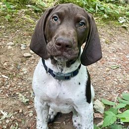 German Shorthaired Pointer Puppies from Wooldridge Kennels