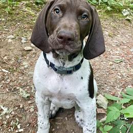 German Shorthaired Pointer Puppies from Wooldridge Kennels