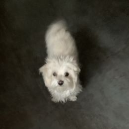 Lia - Maltese