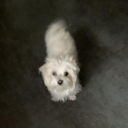 Lia - Maltese