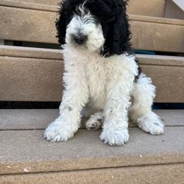 Sheepadoodle Puppies from Pretty Perfect Pups