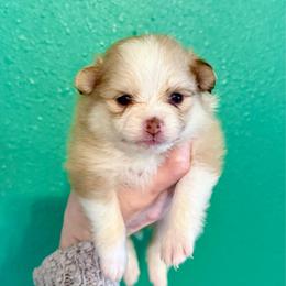 Amy Rose - Red parti female Pomeranian puppy in Stroud, Oklahoma from Laik’s Little Shihtz & Poms