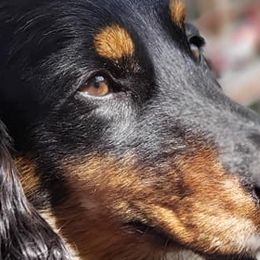 Dachshunds from Bab's Wiggles and Wags