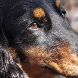 Dachshunds from Bab's Wiggles and Wags