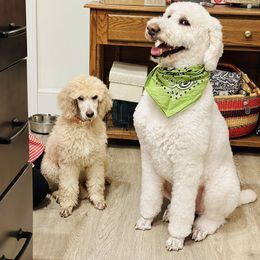 Miniature Schnauzer and Poodle All Grown Up from Bewitching Kennels