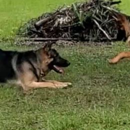 German Shepherds from Sheila Symonds's German Shepherds