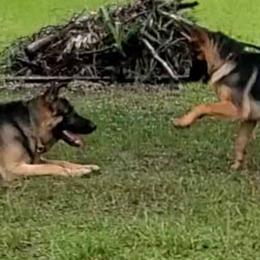 German Shepherds from Sheila Symonds's German Shepherds