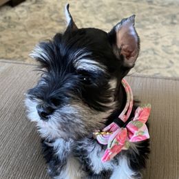 Cleo - Miniature Schnauzer