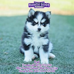 Kait - Black and white female Pomsky puppy in Humeston, Iowa from M.A.R. Dogs