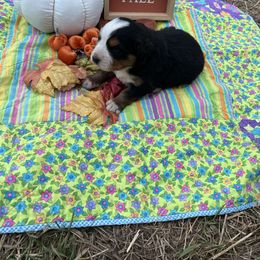 Joe - Black rust and white male Bernese Mountain Dog puppy in Falls Mills, Virginia from Buck’s Bernese