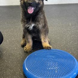 German Shepherd Puppies from Karma Kennels