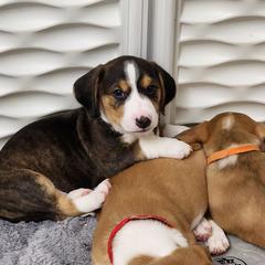 Drever and Mastiff Puppies from Cedarhollow