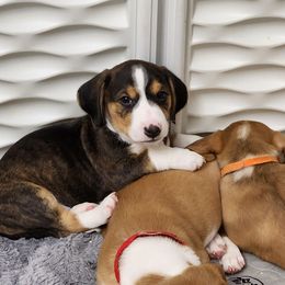 Drever and Mastiff Puppies from Cedarhollow