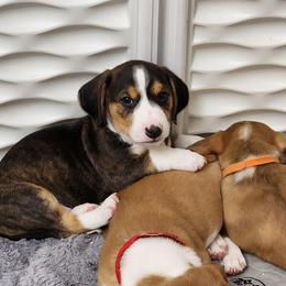 Drever and Mastiff Puppies from Cedarhollow