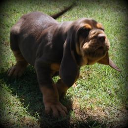 Bloodhound and Mastiff Puppies from Teoc Bloodhounds and Mastiffs