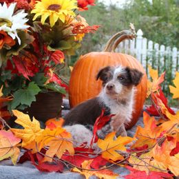 Koda - Red tri-color male Aussiedoodle puppy in Hopkins, Missouri from Mowry Creek Mini Aussiedoodles and More