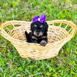 Sporty Spice - Phantom female Goldendoodle puppy in Kissimmee, Florida from Poodle Doodle Kennels