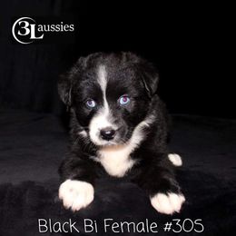 Aussiedoodle, Australian Shepherd, Miniature Australian Shepherd, and Toy Australian Shepherd Puppies from 3Laussies