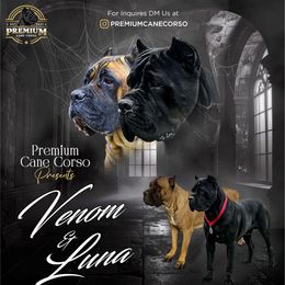 Girl 1 - Black female Cane Corso puppy in San Jacinto, California from Premium Cane Corso
