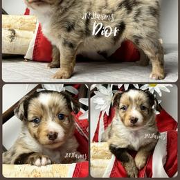 (6) Dior, RMF - Red merle female Miniature American Shepherd puppy in Huntington, Texas from JKKJ Farms, LLC