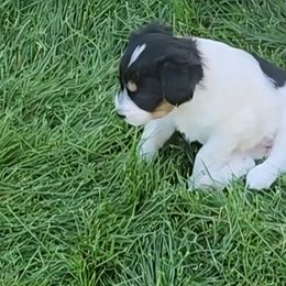 Rachel - Black tri-color female Aussiedoodle puppy in Vernal, Utah from Adorable Aussiedoodles