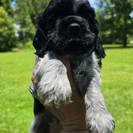 Breeze - Blue roan female Cocker Spaniel puppy in Florence, South Carolina from Reddick's American Cocker Spaniels