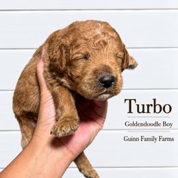 Turbo - Red male Bernedoodle puppy in Grove, Oklahoma from Guinn Family Farms