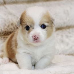 CKC Sable Bluie Merle Female - Sable merle and white female American Corgi puppy in Clovis, New Mexico from Sweet & Salty Cowdogs