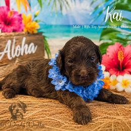 Kai - Red phantom male Aussiedoodle puppy in Roebuck, South Carolina from Dani's Dandy Doodles