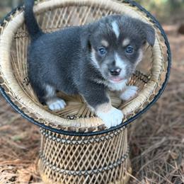 Bluie full tail - Gray and white female American Corgi puppy in Nashville, Arkansas from Whisenhunt Farms