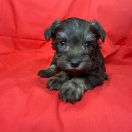 PEACHES - Liver female Miniature Schnauzer puppy in Pisgah, Alabama from Mashburns Little Munchkins
