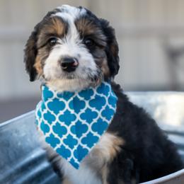 Kirby - Black tri male Miniature American Shepherd puppy in Crowley, Texas from Nelson's Aussies and Aussiedoodles